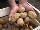 Картошка – бизнес-идея от Петра Первого