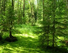 Как лес может дать целое состояние Как лес может дать целое состояние
