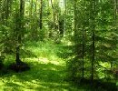 Как лес может дать целое состояние