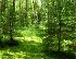 Как лес может дать целое состояние