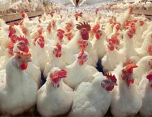 Бизнес-план птицефабрики Бизнес-план птицефабрики